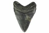 Fossil Megalodon Tooth - South Carolina #159445-1